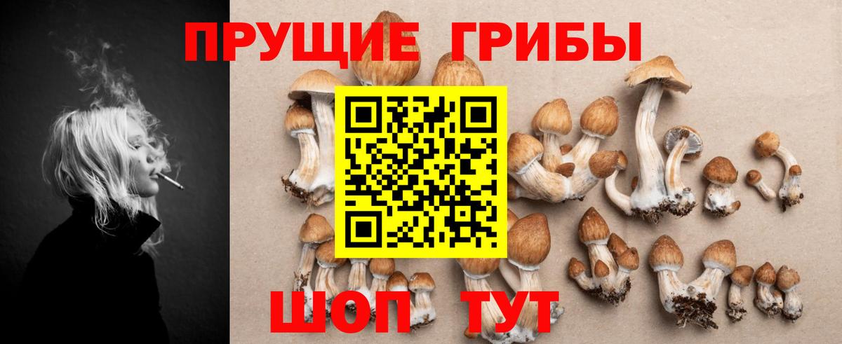 Осинники  Галлюциногенные грибы Psilocybe  Вход с VPN 